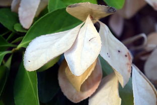 kaiyun网址-法甲防守阵型转换与对手控球比变化的动态关系研究，法国足球防守型中场